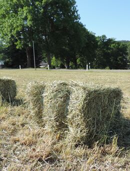 Heu für Hase, Hamster, Meerschwein - Chemnitz