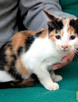 Lili Hübsches Tricolor-Mädchen - Bad Camberg