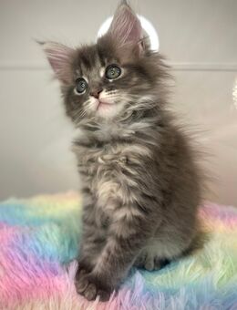 Wunderschönes Maine Coon Kitten -weiblich sucht liebevolles Zuhause - Berlin