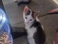 Kater kitten 12 Wochen Alt in 16866