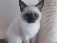 edelmix Siam-Ragdoll-Mix blauäugige Schönheit - Hungen