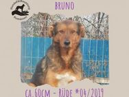 Bruno - Rotenburg (Fulda)