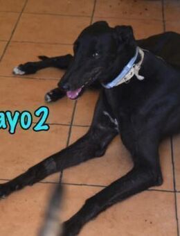 Mayo2 -buddhistischer Lehrer02/23 ESP - Ruppertsecken