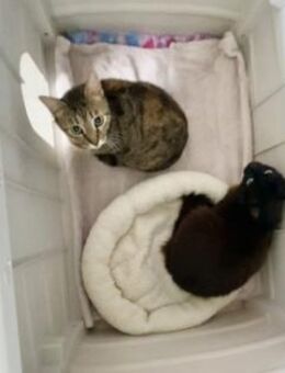 Anhängliche Katzenmädchen Phoebe & Mimi - Karlsruhe