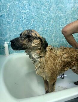 Ryzhyk❤️wahre Schönheit kommt von innen - Rott (Inn)