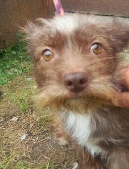 Cuki, Terriermischlingsmädchen geb. 2024 - Remagen