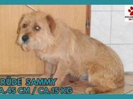 Terrier-Mix Sammy sucht ein Zuhause - Margetshöchheim