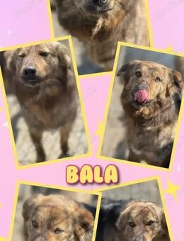 sensible Hündin Bala wo darf ich hin ? - Nürnberg