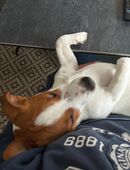 Kastrierter Rüde sucht neues zu Hause in 59379