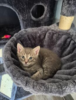Kitten suchen ein Zuhause - Reutlingen