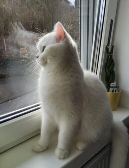 Bkh deckkater weiß - Roth (Landkreis Altenkirchen (Westerwald))