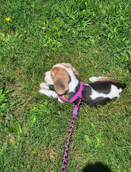 Beagle Welpe - Reinbek