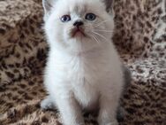 BKH Kätzchen Kitten (männlich) in Farbe Blue-Point zu verkaufen. - Markt Rettenbach