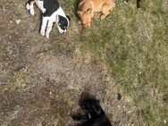 Hunde Welpen - Wensin