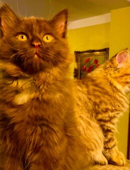 Edelmix Sibirische Katze und Heilige Birma - Wesel