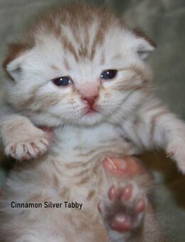 Das BESONDERE !! Britisch Kurzhaar Babys in Chocolate-Tabby u. Cinnamon Tabby !! - Köln