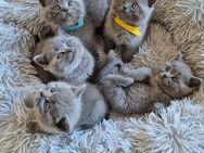 BKH Kitten suchen ein liebevolles neues Zuhause - Kreuztal