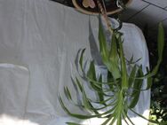 Zimmerpflanze Blume Pflanze mit Steinguttopf - Hennef (Sieg) Zentrum