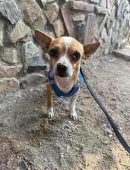 Kleiner Mini Chihuahua Calipo sicht# - Essen