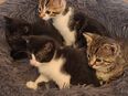Katzenkinder in liebevolle Hände abzugeben in 54619