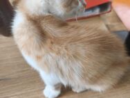 Kätzchen süßer Kater - Creglingen Zentrum
