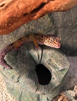 Leopardengecko inkl. Terrarium abzugeben - Esslingen (Neckar)