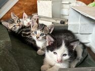Kitten Katzenwelpen Kätzchen Katzen Kater Hauskatze - Beulich