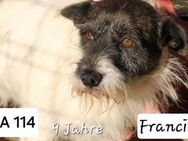 Francis - ist schon ein -Rentner- - Willich