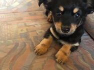 Süßer LH Chihuahuawelpe mit Ahnentafel - Maxhütte-Haidhof