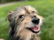Dodo auf Suche nach liebe und Geborgenheit für immer - Bochum