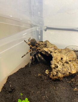 Brachypelma auratum vogelspinnen 1 x weiblich 2 x männlich KL 5 cm - Böbrach