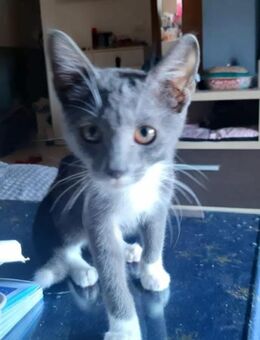 Gestiefelter Kater Socks - Margetshöchheim