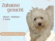 Miana sucht ein liebevolles Zuhause! - Lippetal