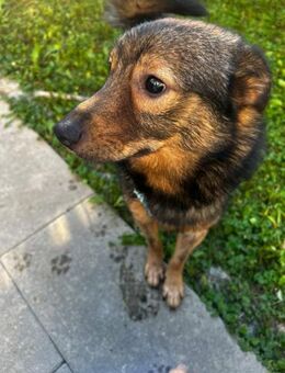 Nino-lebensfroher Junghund sucht dich! - Chemnitz