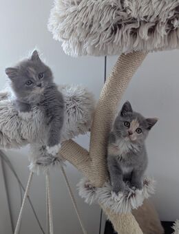 Blh/bkh kitten / britisch langhaar und Kurzhaar kitten - Chemnitz