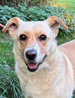 Lara - sie ist einfach ein Goldstück - Höchst (Odenwald)