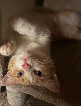 Liebevolle verschmuste Europäische Katzen (5 Monate alt ) abzugeben - Mannheim