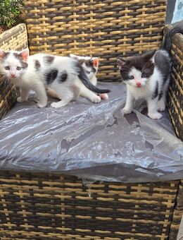 Katzenbabys - Seegebiet Mansfelder Land