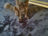 Maine coon katze 🐱 - Hannover