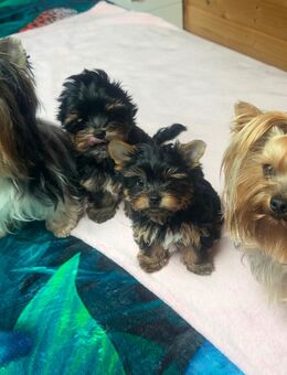 Yorkshire Terrier Welpen - Recklinghausen