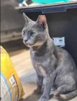 Lola Kleine Quasselstrippe sucht Familie - Unterföhring
