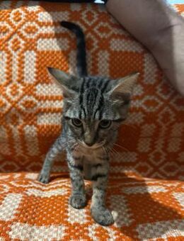 Nelly aus dem Tierschutz - Grevenbroich