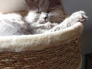 Britische Maincoonmix Katze - Bochum Langendreer
