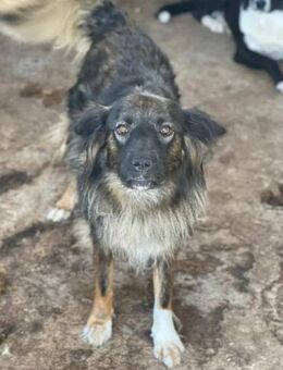 Ronja - die Flauschige 🐾 - Elsdorf (Nordrhein-Westfalen)