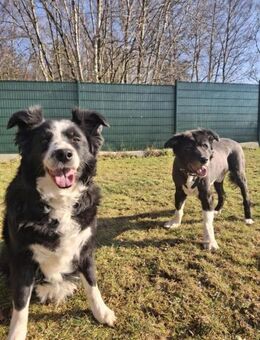 BILLI&GRACE - fit, gepflegt, gut erzogen - Overath