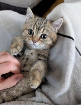 BKH Kätzchen/ Kitten - Peine