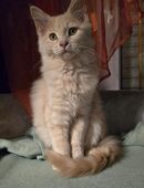 Reinrassige Maine Coon Kitten in 15913