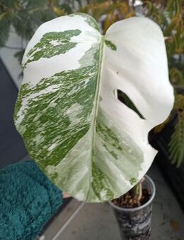 Monstera Deliciosa Variegata - Schönkirchen
