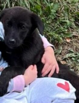 Dori - kleines Herz auf 4 Pfoten - Kallmünz