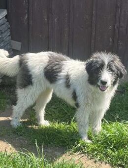 Franka - Familienhund, Katzenlieb - Blankenheim (Nordrhein-Westfalen)